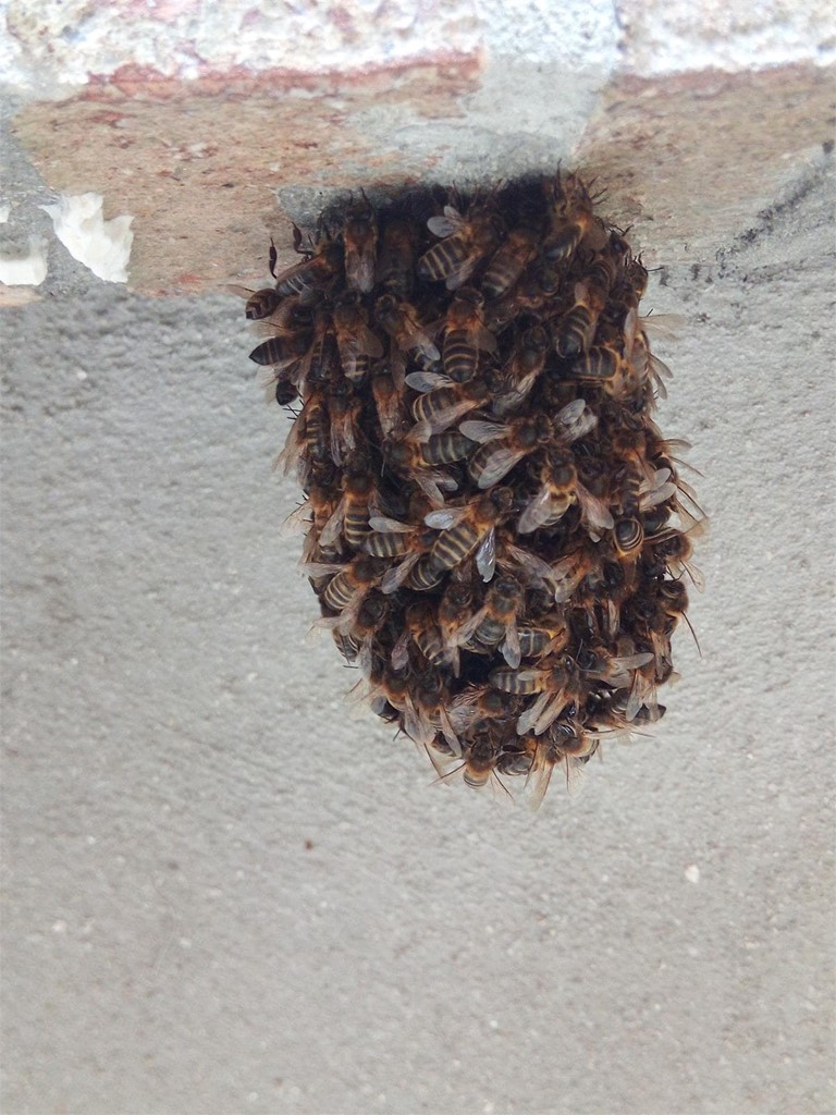 Enjambre de Abejas mieliferas