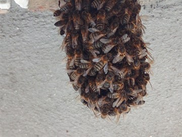 Enjambre de Abejas mieliferas