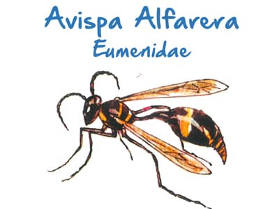 Plaga de Avispa Alfarera