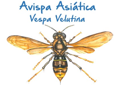 Plaga de Avispa Asiática