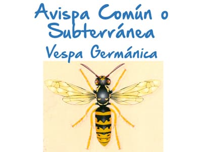 Plaga de Avispa Común o Subterránea