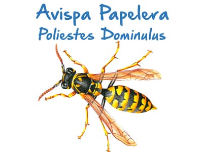 Plaga de Avispa Papelera