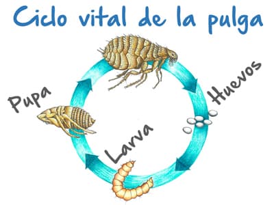 Ciclo de Vida de la Pulga