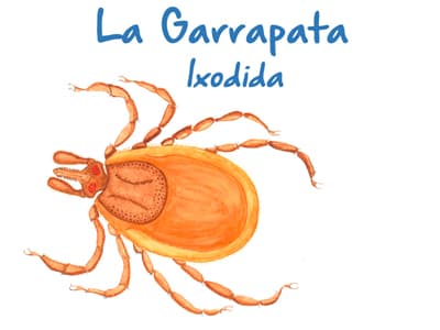 Plaga de Garrapatas