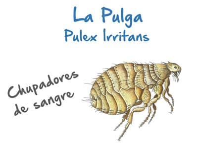 Plaga de Pulgas