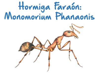 Plaga de Hormiga Faraón