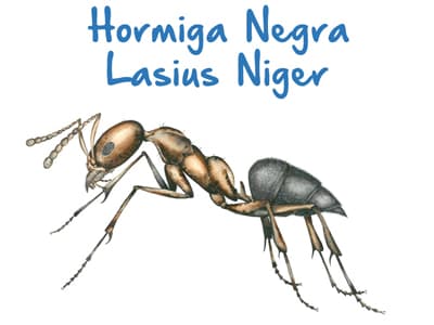 Plaga de Hormiga Negra