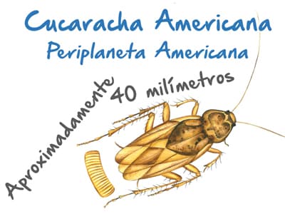 Plaga de Cucarachas Americana