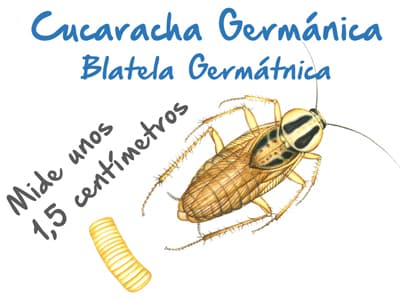 Plaga de Cucaracha Germánica