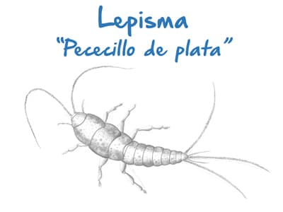 Plaga de Lepisma