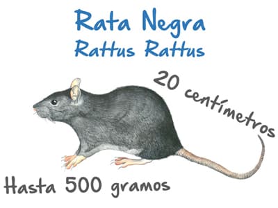 Plaga de Rata Negra