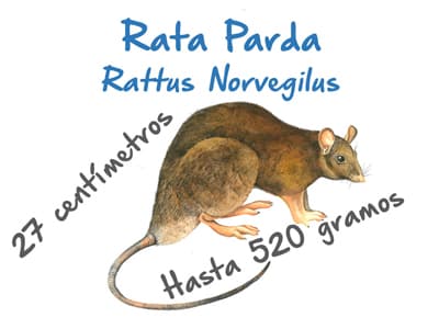Plaga de Rata Parda