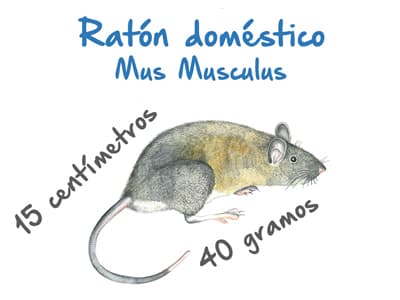 Plaga de Ratón Doméstico