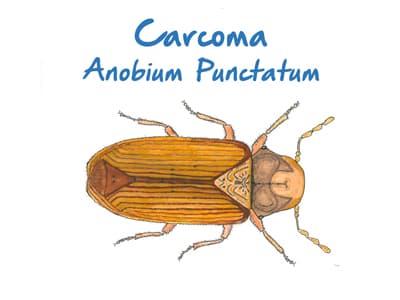 Plaga de Carcoma