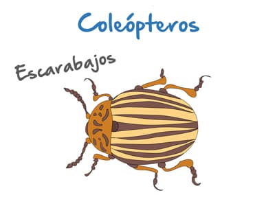 Plaga de Coleópteros - Escarabajos
