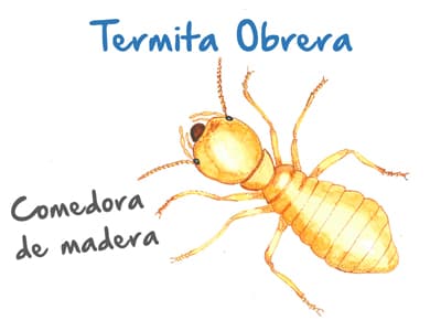 Plaga de Termitas Obreras - Comedoras de madera
