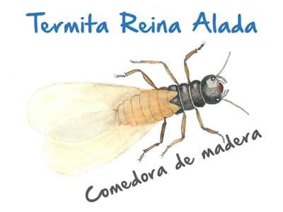 Plaga de Termitas Reinas Aladas - Comedoras de madera
