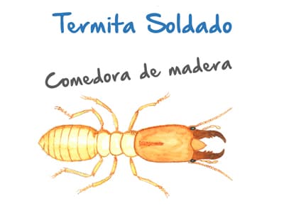Plaga de Termitas Soldado - Comedoras de madera